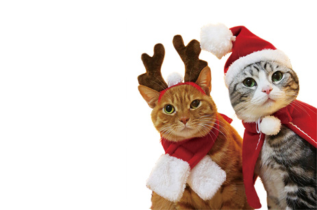 Рождественская накидка для домашних животных; Комплект праздничного костюма