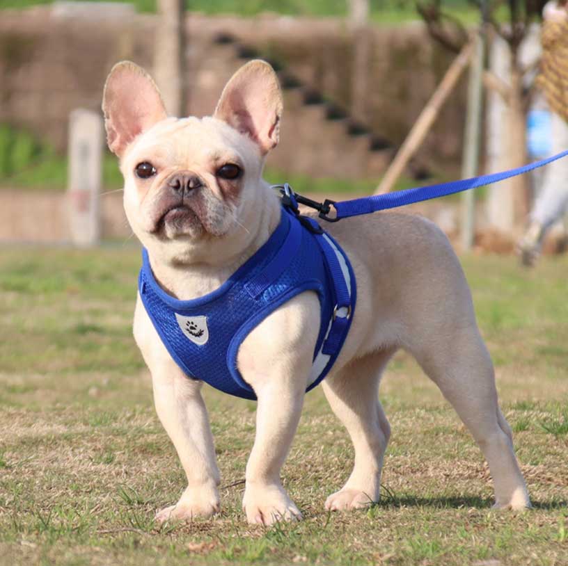 Vest Type Pet Leash Glow-in-the-dark Leash